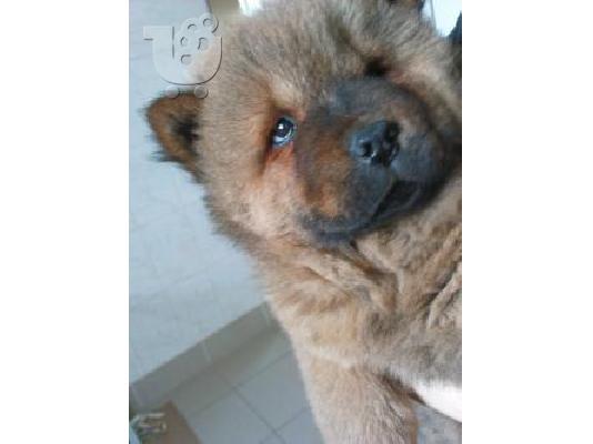 chow chow